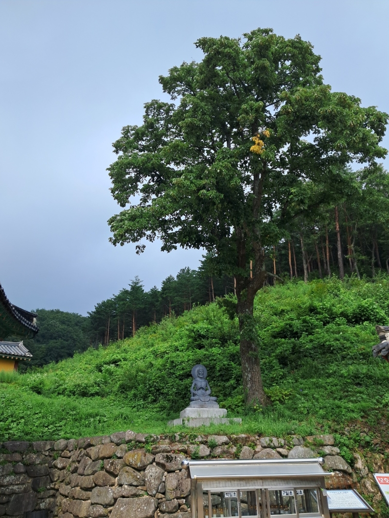 보리수(염주나무).jpg 이미지